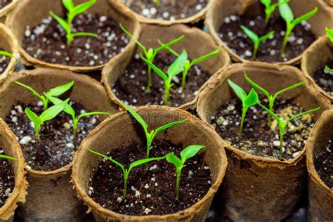 Planting Pepper Seedlings in Containers at a Greenhouse Stock Photo - Image of growth, seedlings ...