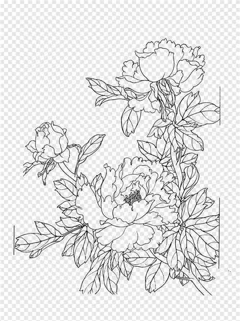 Peony flower line drawing, peony, line drawing png | PNGEgg