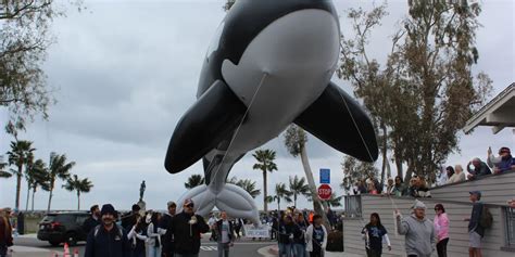 GALLERY: Dana Point’s 52 Annual Festival of Whales Highlights Local ...