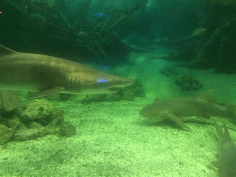 Watching the shark feeding at Jenkinson's Aquarium! #jerseyshore #familyfun #aquarium #sharks # ...