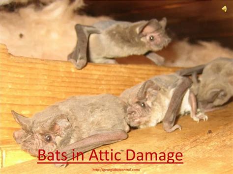 PPT - Bats in Attic Damage PowerPoint Presentation, free download - ID ...