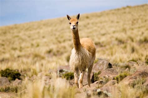 Junín: ejecutarán proyecto a favor de la vicuña y las comunidades campesinas