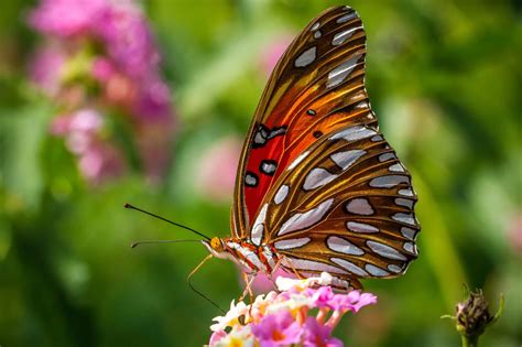 Hintergrundbilder : 2048x1365 px, Schmetterling, schließen, Insekten, Makro, Natur, oben, Tapete ...