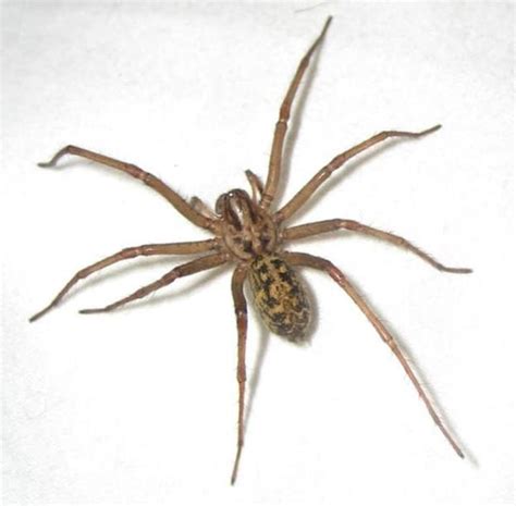 Hobo Spider - Spider Facts and Information