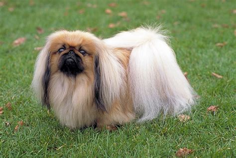 Pekingese dog in the grass photo and wallpaper. Beautiful Pekingese dog ...