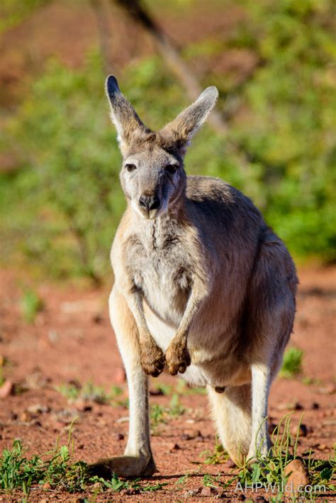 Common Wallaroo – AHP Wild