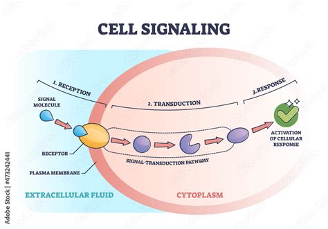 Cell or bio signaling with signal molecule pathway stages outline diagram. Labeled educational ...