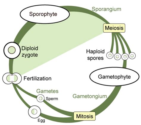 Variation in Plant Life Cycles | CK-12 Foundation