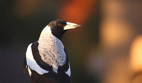 Everything you need to know about magpie season - Australian Geographic