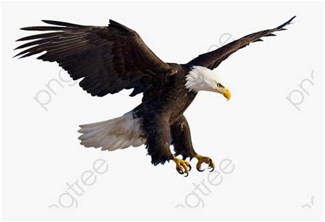 Bird Flying Png -flying Eagles Animal - Flying Eagle Png, Transparent ...