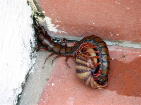 Amazonian giant centipede - Encyclopedia of Life