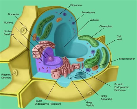 Plant Cell Labeled Bing Images Plant Cell Project Plant Cell - Riset