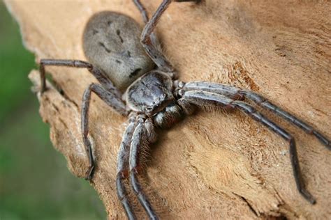 Huntsman Spider Size