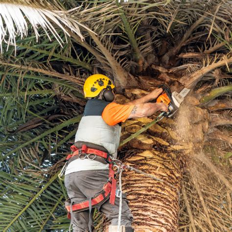 Palm Tree Pruning Services - Tony Saunders Sydney