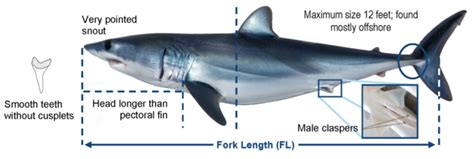 NOAA Fisheries Implements New Shortfin Mako Shark Size Limits | Outdoor Wire