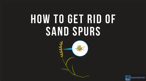 How to Get Rid of Sand Spurs | 10 Ways to Protect Your Lawn