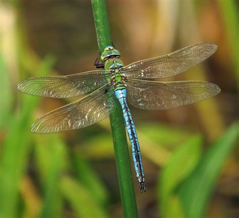 Hedgeland Tales: Emperor dragonfly