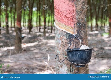 Rubber Tree Plantation stock image. Image of extract - 136334933