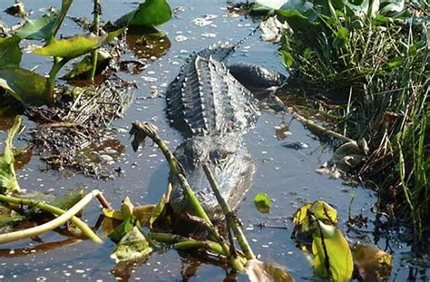 Kissimmee Swamp Tours Exciting Airboat Rides in Kenansville, FL