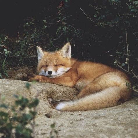 Sleeping fox. | AWWW.. Cutest lil critters ever! | Pinterest