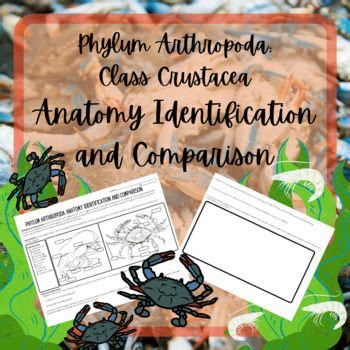 Phylum Arthropoda: Class Crustacea Anatomy Identification and Comparison | Science student ...