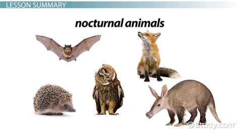 Facts About Nocturnal Animals: Lesson for Kids - Video & Lesson Transcript | Study.com