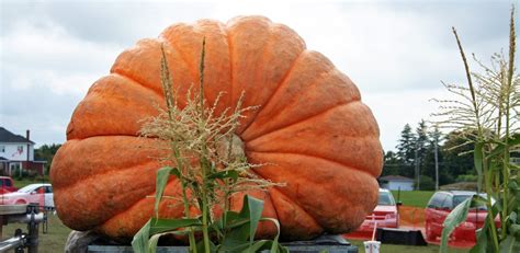 Best Places to See the World's Biggest Pumpkins