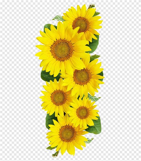 Bunga Matahari Clipart : Sunflower Clipart Bunga Matahari à¸—à¸²à¸™à¸•à ...