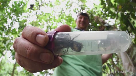 World's largest bee spotted for first time in decades | wkyc.com