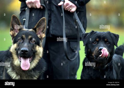 Are Rottweilers Used For Police Dogs In Usa