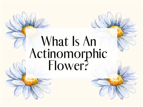 What Is An Actinomorphic Flower?