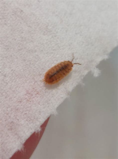 Woodlouse Identification help [Scotland, UK] : r/whatsthisbug