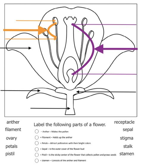 Anatomy Of A Flower Worksheet Answers | Anatomy Worksheets