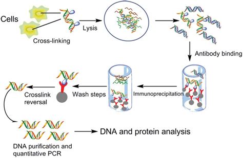 Applications of Magnetic Beads in Chromatin Immunoprecipitation - CD ...