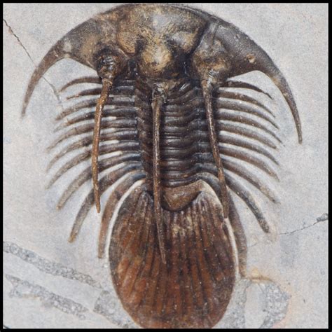 arthropod | Trilobite, Trilobite fossil, Paleontology