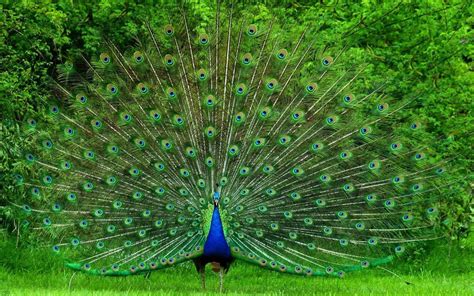 Peacock Images Wallpaper - WallpaperSafari