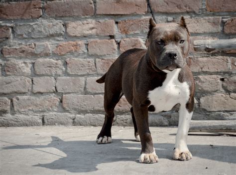 Pocket Bully Dog Breed: 7 Must Know Facts - Marvelous Dogs