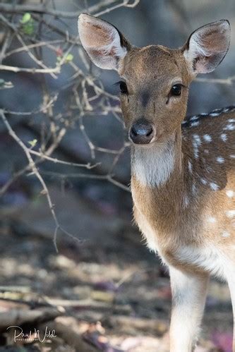 Chital Fawn | Gir National Park and Wildlife Sanctuary, also… | Flickr