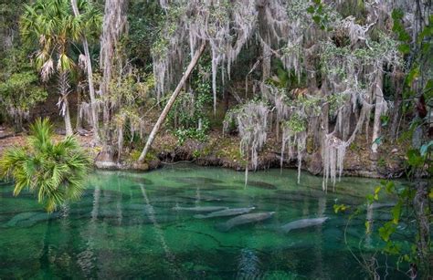 Manatees, Swimming & More at Blue Spring State Park, Florida