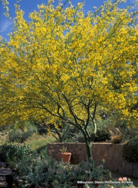 Desert Museum Palo Verde Tree : On the other hand there is enough light to garden under it.