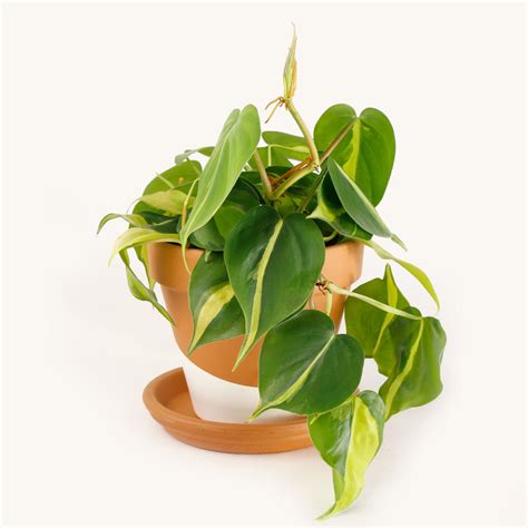 Philodendron brasil | Indoor House Plants Delivered to