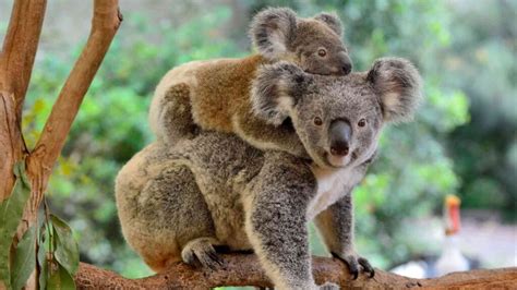 Australia Zoo vs Lone Pine Koala Sanctuary - Erika's Travelventures