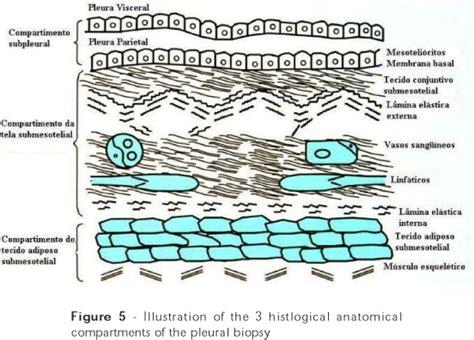 Parietal Pleura Histology