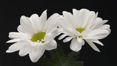 Fondos de pantalla : Flores, Margarita, flor, fondo, flora, pétalo, en blanco y negro, Planta de ...