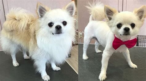 10 Best Long-Haired Chihuahua Haircuts | Page 2 of 5 | The Paws ...