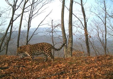 Amur Leopard Population Triples to 103