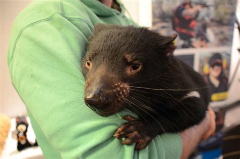 Devils provide the details - leading Tasmanian devil conservation project expands | Sporting ...