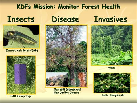 PPT - Kentucky Division of Forestry PowerPoint Presentation, free ...