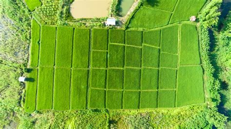 Premium Photo | Aerial view of a rice fields