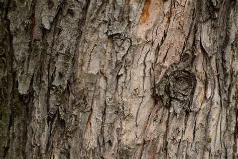 Tree Bark Texture - High-quality Free Backgrounds